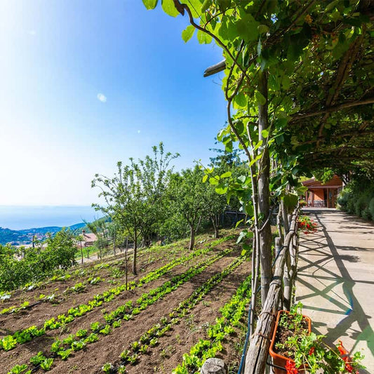 La Ginestra: miele, conserve e confetture biologiche